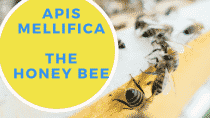 Apis Mellifica - Homeopathic Remedy - Homoeopathicology