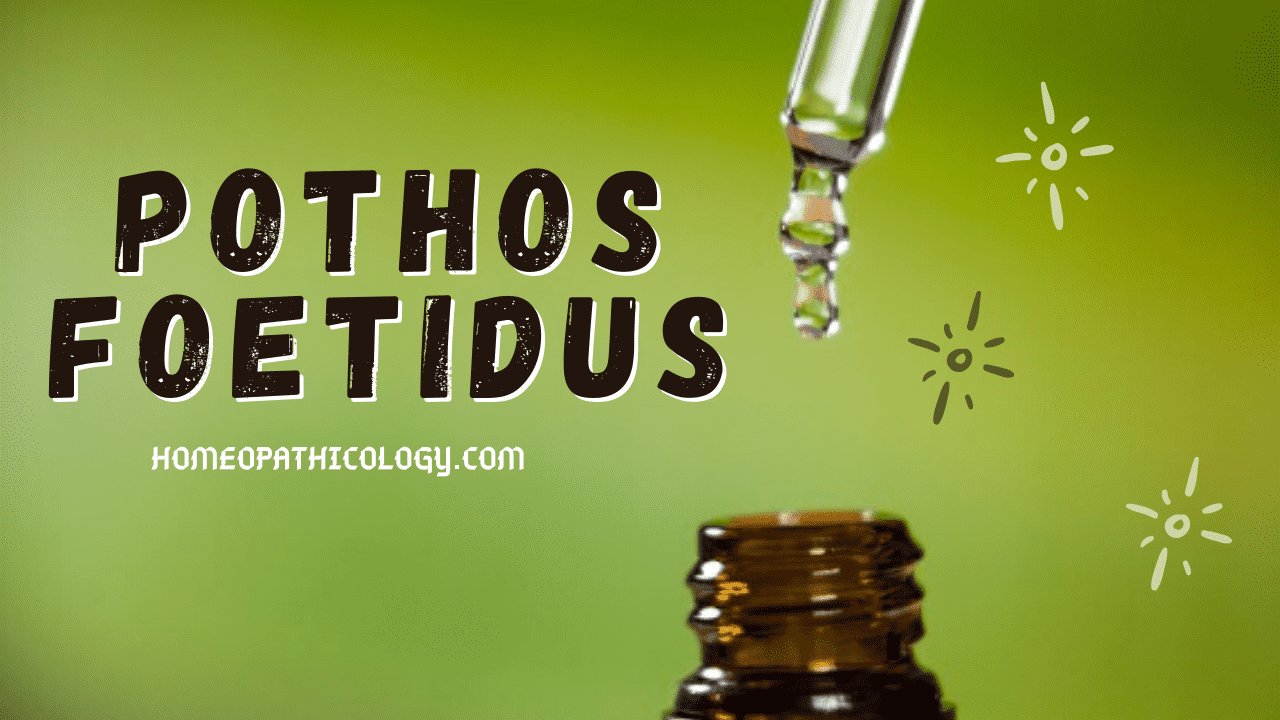 Pothos Foetidus - Dust Allergy Homeopathic Medicine 1